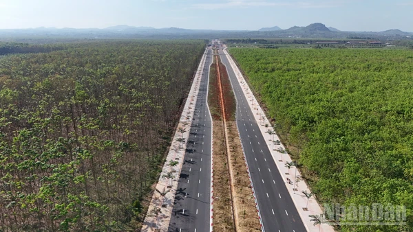 Đường Vành đai 1 Long Khánh xuyên qua rừng cao-su.