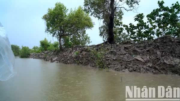 Một đoạn kênh Cùng-Tư Gà (thuộc địa bàn xã Rạch Chèo, huyện Phú Tân) đã thi công dù chưa đủ thủ tục theo quy định. 