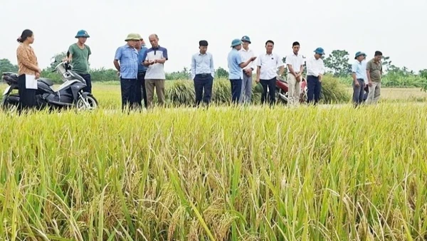 Xã Trần Phú vận động người dân thu hoạch lúa sớm. 