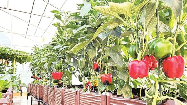 Cần sự kết nối và đồng bộ giữa các chính sách nền tảng và thành phần trong hệ sinh thái nông nghiệp bền vững. Nguồn ảnh minh họa: AGG 