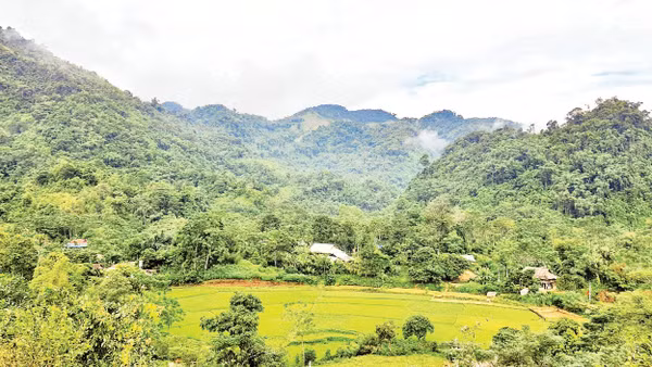 Nhờ hương ước, người dân bản Bướt giữ được rừng nguyên sinh. 