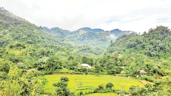 Nhờ hương ước, người dân bản Bướt giữ được rừng nguyên sinh. 