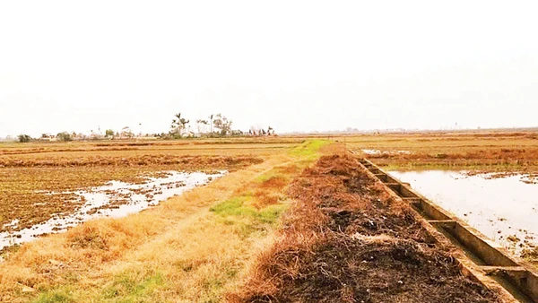 Phun thuốc diệt cỏ hóa học làm cỏ bờ ruộng, bờ mương cháy xém hàng loạt (Ảnh: Nguyễn Phê)