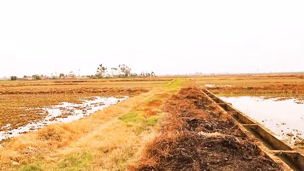 Phun thuốc diệt cỏ hóa học làm cỏ bờ ruộng, bờ mương cháy xém hàng loạt (Ảnh: Nguyễn Phê)