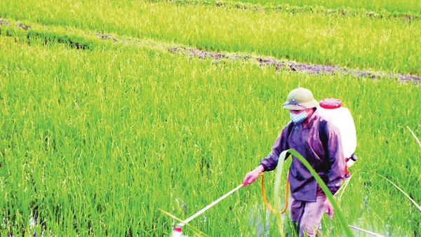 Để trả lại mầu xanh cho cỏ, cần bắt đầu từ thay đổi thói quen canh tác lạm dụng thuốc hóa học.