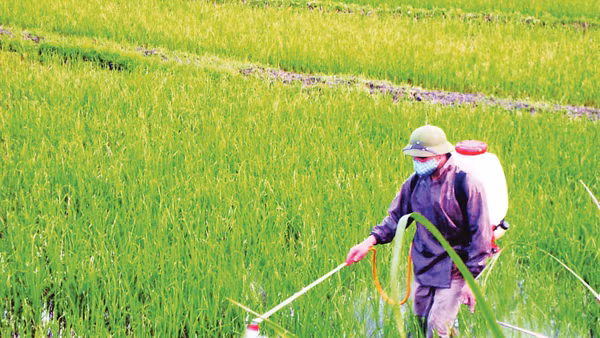 Để trả lại mầu xanh cho cỏ, cần bắt đầu từ thay đổi thói quen canh tác lạm dụng thuốc hóa học.