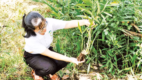 Chị Thoa thăm vườn nguyên liệu sạch.