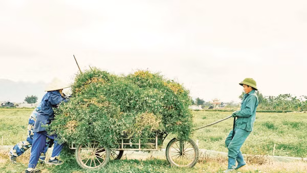 Mô hình các hợp tác xã sản xuất từ thảo mộc ngày càng phổ biến ở Việt Nam, góp phần tạo việc làm xanh cho thanh niên nông thôn. (Nguồn ảnh: HTX Sinh dược) 