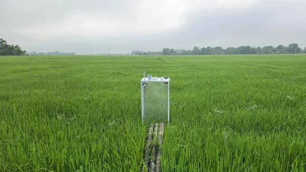 Mô hình canh tác lúa giảm phát thải tại Quảng Trị.