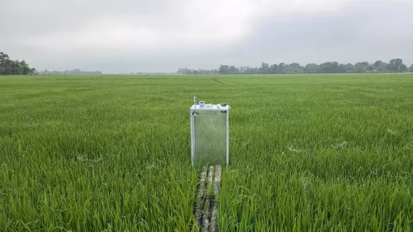 Mô hình canh tác lúa giảm phát thải tại Quảng Trị.