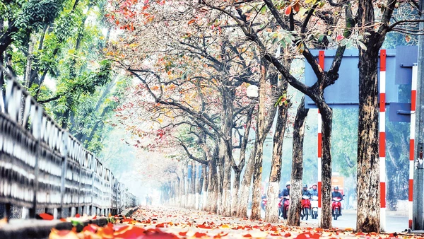 Lãng mạn phố Kim Mã. (Ảnh Đoàn Bách) 