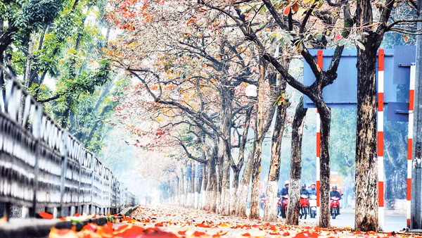 Lãng mạn phố Kim Mã. (Ảnh Đoàn Bách) 