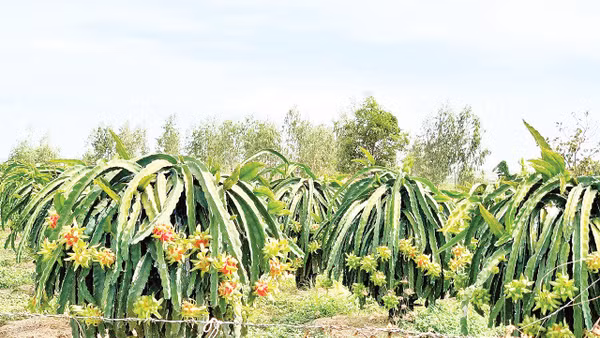 Vườn thanh long nhà ông Trà ra quả sớm.