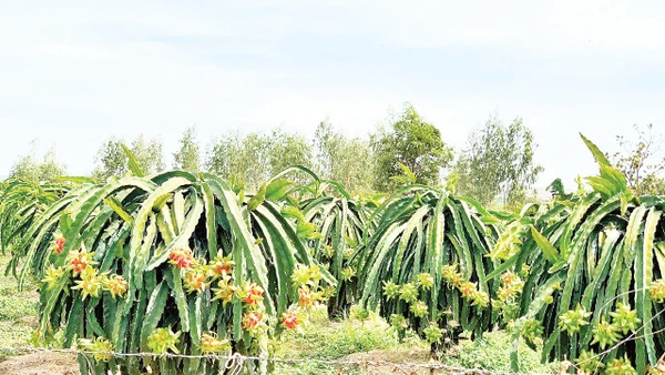 Vườn thanh long nhà ông Trà ra quả sớm.