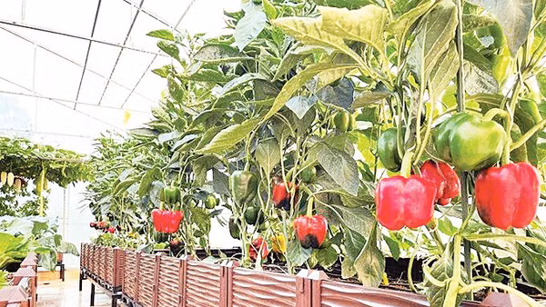 Cần sự kết nối và đồng bộ giữa các chính sách nền tảng và thành phần trong hệ sinh thái nông nghiệp bền vững. Nguồn ảnh minh họa: AGG 