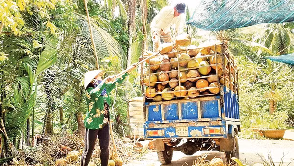 Giá dừa khô nguyên liệu giảm, ảnh hưởng đến cuộc sống của nông dân Vĩnh Long. 