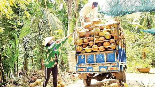 Giá dừa khô nguyên liệu giảm, ảnh hưởng đến cuộc sống của nông dân Vĩnh Long. 