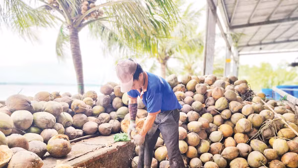 Ngành dừa Việt Nam đã phát triển được gần 90 dòng sản phẩm. 