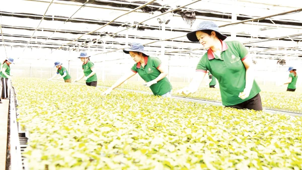 Lớp đào tạo nghề cho lao động nông thôn gắn với các lĩnh vực sản xuất nông nghiệp tại tỉnh Lâm Đồng. 