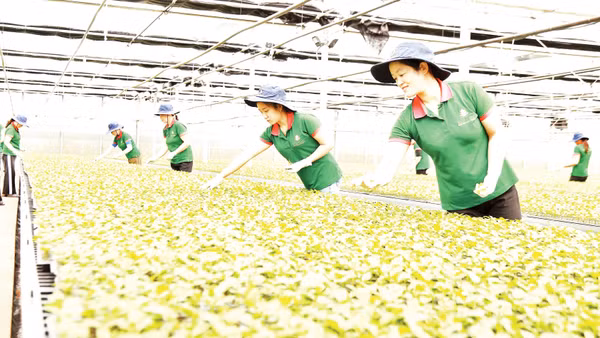 Lớp đào tạo nghề cho lao động nông thôn gắn với các lĩnh vực sản xuất nông nghiệp tại tỉnh Lâm Đồng. 