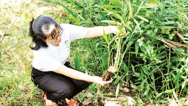 Chị Thoa thăm vườn nguyên liệu sạch.