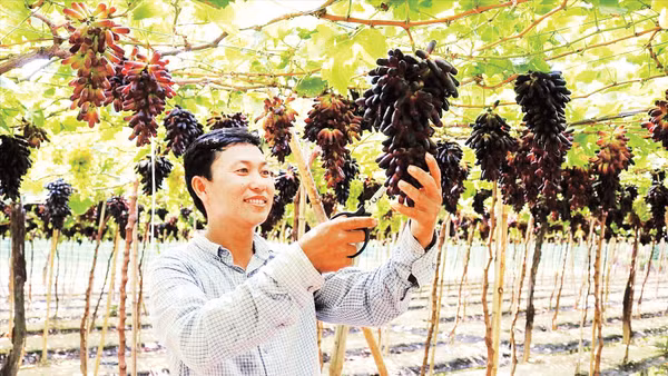 Anh Nguyễn Đình Trí là người tiên phong trồng thành công giống nho đen móng tay.