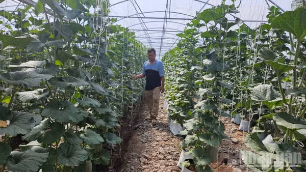 Việc đẩy mạnh ứng dụng nông nghiệp sạch và công nghệ cao đang mở ra hướng đi mới cho sản xuất nông nghiệp tại phường Long Bình.