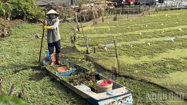 Người dân ở xã Vĩnh Thuận Đông, thành phố Cần Thơ trồng rau nhút trên sông Nước Đục mang lại hiệu quả cao.
