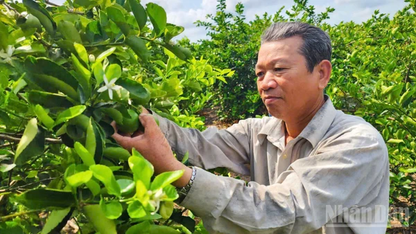 Ông Lê Văn Út, ấp Nhơn Thuận 1, xã Tân Hòa, thành phố Cần Thơ, là một trong những hộ tiên phong chuyển đổi sang trồng chanh theo hướng hữu cơ. 