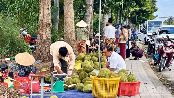 Từ xe tải bán lưu động đến các điểm bán tự phát ven đường, mặt hàng sầu riêng xuất hiện dày đặc.
