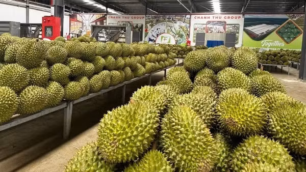 Đơn giản hóa cấp mã số vùng trồng, cơ sở đóng gói, tạo thuận lợi cho xuất khẩu nông sản.