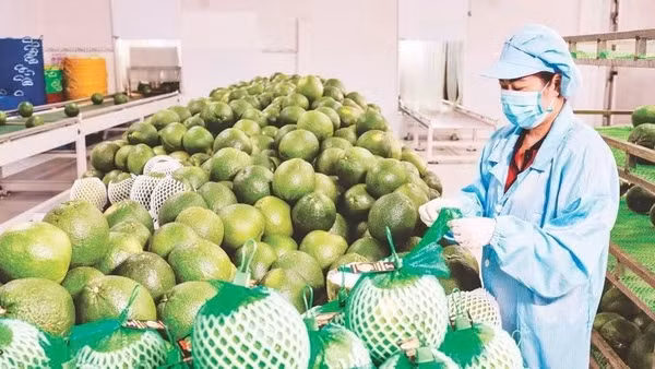 Đóng gói bưởi xuất khẩu tại Công ty Vina T&T Group. (Ảnh: MINH ANH)