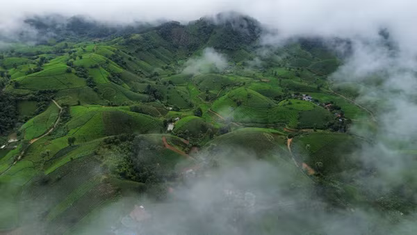 Đồi chè Long Cốc thơ mộng luôn thu hút du khách trải nghiệm săn mây. ( Ảnh: Ngọc Long)