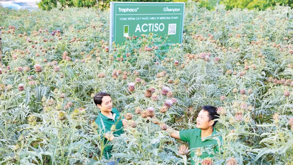 Vùng trồng cây Actiso của Công ty Traphaco Sapa đạt tiêu chuẩn GACP-WHO. (Ảnh: HOÀNG TIẾN)