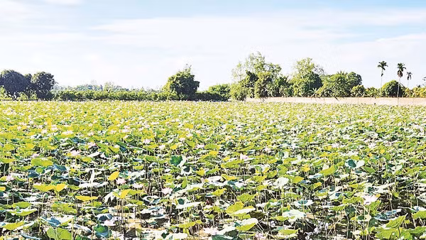 Mô hình trồng sen mùa nước nổi tại xã Tân Hòa, thành phố Cần Thơ.