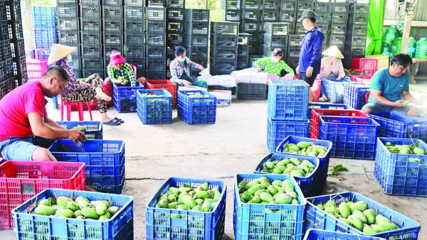 Các vựa xoài phân loại xoài cóc đưa ra thị trường.