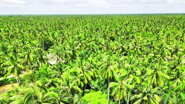 Tỉnh Vĩnh Long đang phát triển vườn dừa hữu cơ mang lại hiệu quả kinh tế cao.