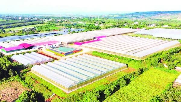 Gia Lai được coi là một trong những vùng trồng chanh leo lớn nhất cả nước.