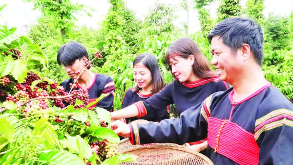 Nông dân phường Ea Kao, tỉnh Đắk Lắk thu hoạch cà-phê.
