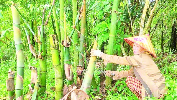 Bà Nguyễn Thị Sang thu hoạch măng tre trong vườn tre bốn mùa.