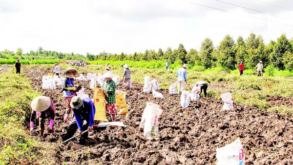 Nông dân thu hoạch khoai mỡ.