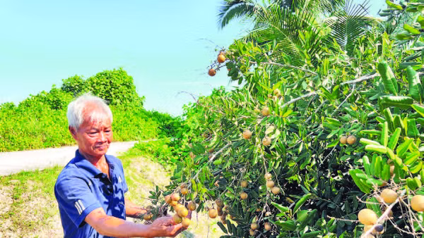 Gia đình ông Nguyễn Ngọc Lân khấm khá nhờ trồng cây nhãn xuồng đặc sản của địa phương.