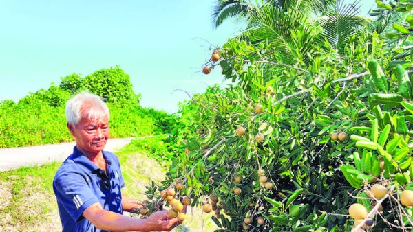 Gia đình ông Nguyễn Ngọc Lân khấm khá nhờ trồng cây nhãn xuồng đặc sản của địa phương.