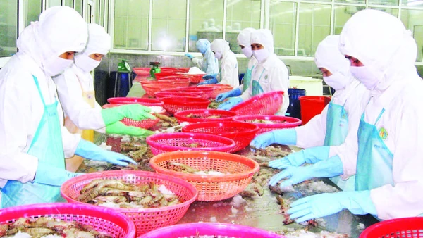 Chế biến tôm sú xuất khẩu ở thành phố Cần Thơ.