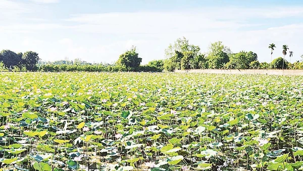 Mô hình trồng sen mùa nước nổi tại xã Tân Hòa, thành phố Cần Thơ.