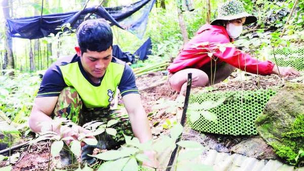 Xã Măng Ri hỗ trợ người dân mở rộng diện tích các cây trồng đặc hữu của địa phương như cà-phê, sâm Ngọc Linh và dược liệu để nâng cao.