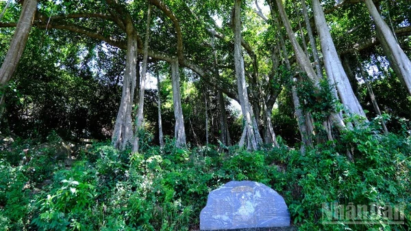 Cây Đa di sản trên bán đảo Sơn Trà. (Ảnh: ANH ĐÀO)