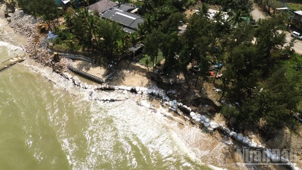 Hàng trăm mét bờ biển đoạn qua địa phận khối phố Tân Thành, phường Cẩm An sạt lở nghiêm trọng.