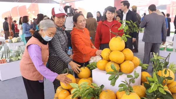 Người tiêu dùng Thủ đô lựa chọn sản phẩm bưởi để trưng Tết.