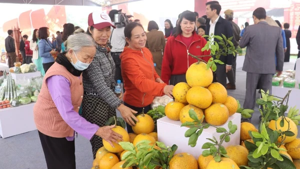 Người tiêu dùng Thủ đô lựa chọn sản phẩm bưởi để trưng Tết.